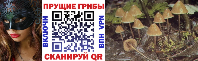 Галлюциногенные грибы Cubensis  Орехово-Зуево 